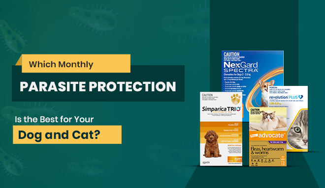 Which Monthly Parasite Protection is the Best for Your Dog and Cat?