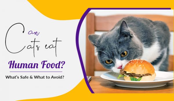 cats eating human food