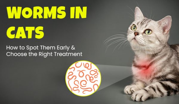 Worms in Cats