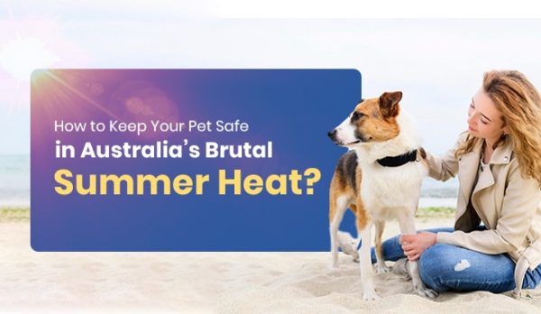 summer heat pet safety