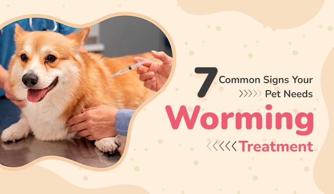 7 Common Signs Your Pet Needs Worming Treatment