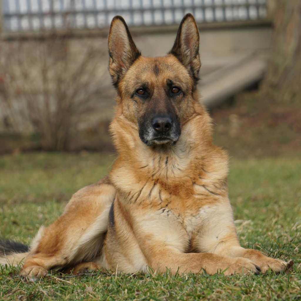 German Shepherd