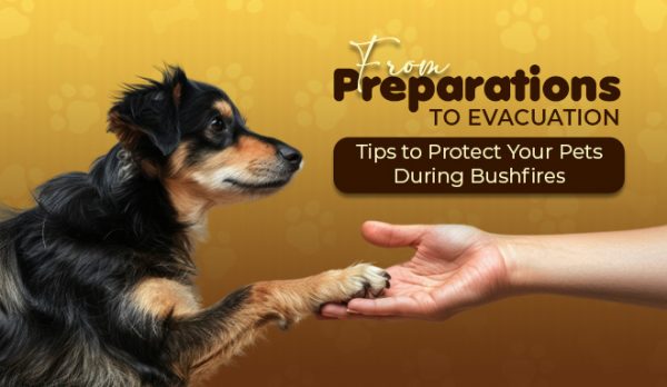 From Preparations to Evacuation Tips to Protect Your Pets During Bushfires