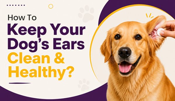 Dog’s Ears Clean & Healthy