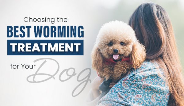 Choosing the Best Worming Treatment for Your Dog