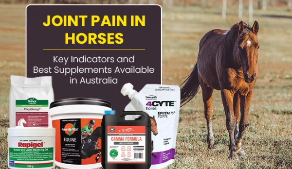 joint pain in horses