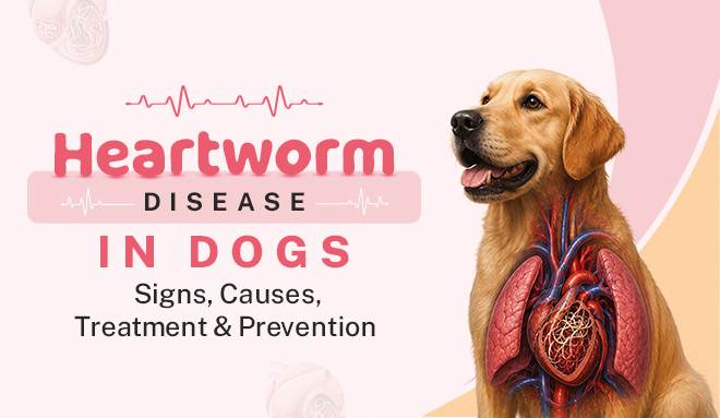 Heartworm Disease in Dogs
